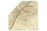 Fossil Pipefish (Hipposyngnathus) - California #294305-1
